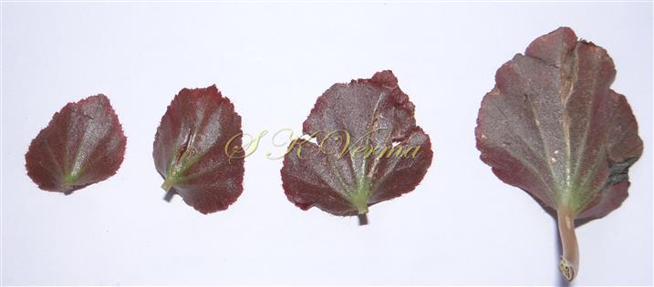  Leaves (Abaxial view)